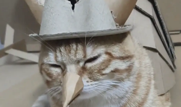 男子用纸壳给猫咪做了一身铠甲，填补了冬天没有蚊子的漏洞