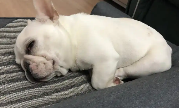 狗狗吃啥吐啥是什么原因 狗狗吃啥吐啥是什么原因