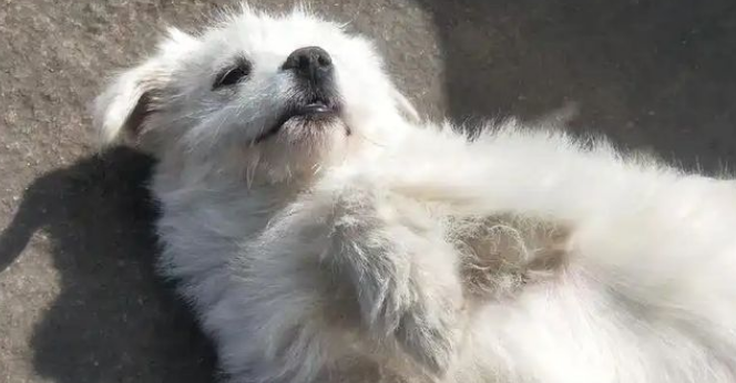 流浪狗每天假装有家，饭店老板识破伪装后，给了它一个真正的家