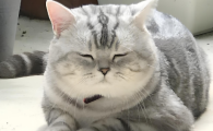 猫眼睛睁不开是怎么回事