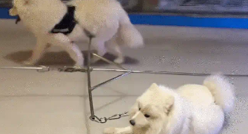 萨摩耶拉车途中偷懒，趴在地上被拖着滑行