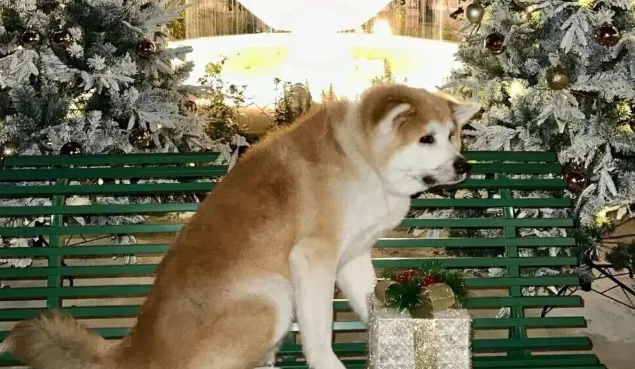 当主人在人多的地方给秋田犬拍照,这不就是社恐的我吗 当主人在人多的地方给秋田犬拍照,这不就是社恐的我吗