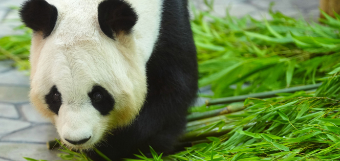 最后两只旅日大熊猫或提前回国,日本全国将无大熊猫 最后两只旅日大熊猫或提前回国,日本全国将无大熊猫
