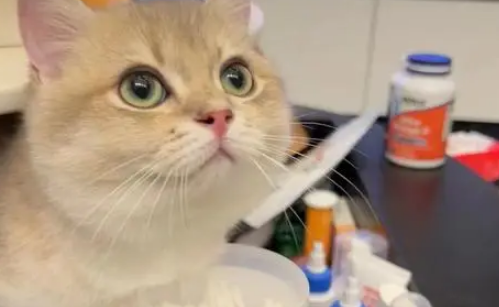 养猫两个月花20元,朋友说我对猫太抠门,结果它过得比谁都幸福 养猫两个月花20元,朋友说我对猫太抠门,结果它过得比谁都幸福