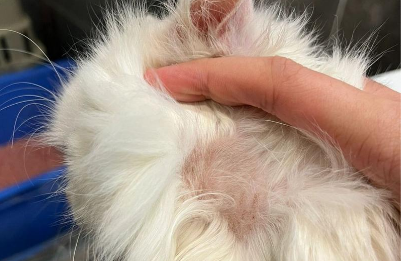 猫藓炎症的临床症状