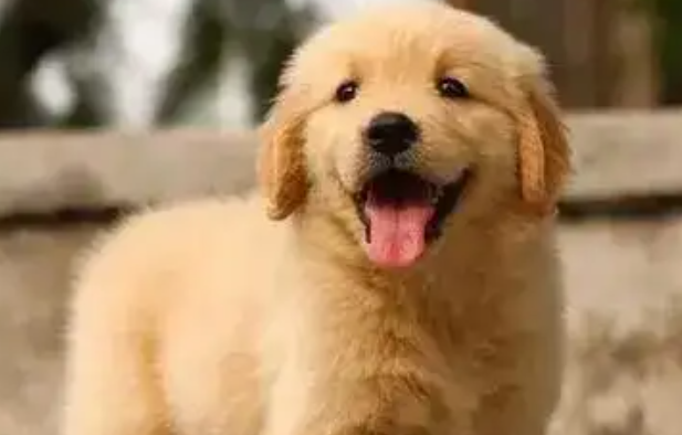 依托“空中丝路” 南航物流河南分公司护航萌宠跨境出行 依托“空中丝路” 南航物流河南分公司护航萌宠跨境出行