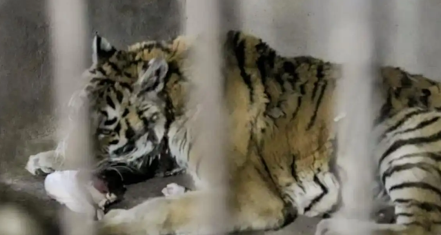 天津一动物园老虎“饿得皮包骨”？园方回应：属老龄化现象