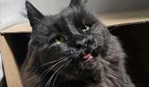 流浪猫绝境重生,七年苦熬一朝被爱,它终于再次露出了笑脸 流浪猫绝境重生,七年苦熬一朝被爱,它终于再次露出了笑脸