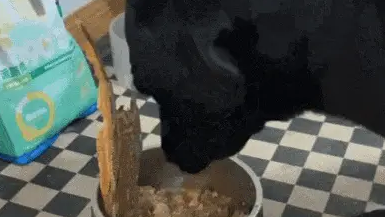 狗干饭时，居然分了四口给铲屎官，狗子：咱大大方方的