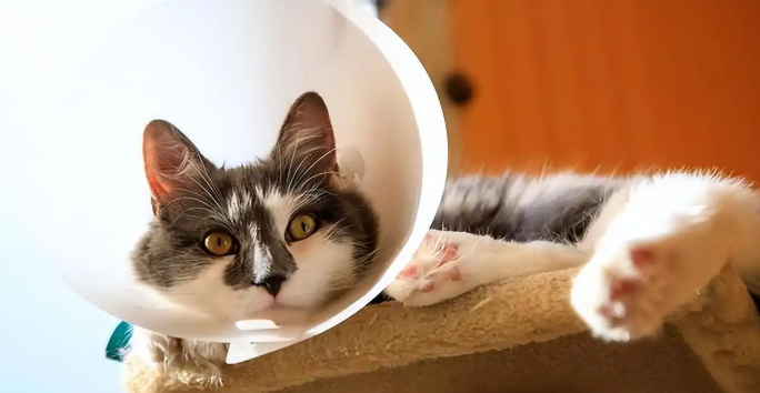 猫咪皮肤病反复发作怎么办 猫咪皮肤病反复发作怎么办