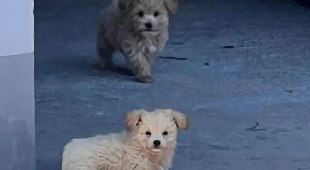 开完庭出来看到法院里有两只小奶狗，直接顺走会被起诉吗