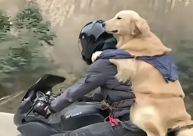 四川忠犬蹲守主人摩托车8天 暴雪夜纸箱取暖 