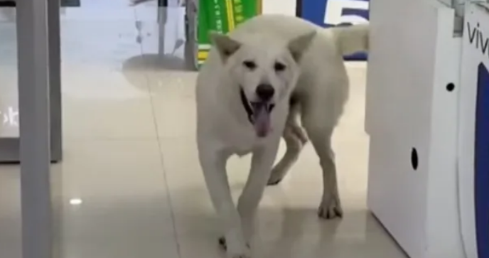 狗狗自从发现主人上班的地方，每天都要跑800遍专门来“探班”