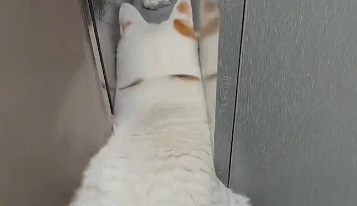 猫咪钻进缝隙，身体变苗条。网友：主要没看过这么长的小猫