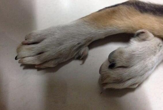 狗狗爪子干裂出血，怎么护理？