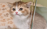 猫溃疡性结膜炎可以治愈吗
