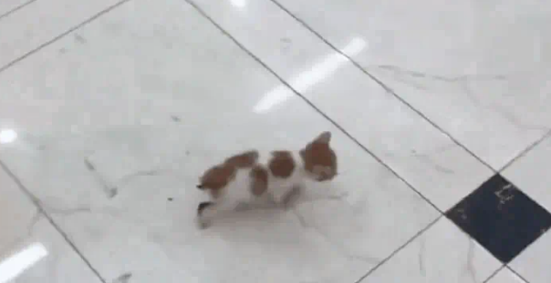 小奶猫被电梯夹断尾巴,呆坐原地不知所措,幸遇路人暖心相救 小奶猫被电梯夹断尾巴,呆坐原地不知所措,幸遇路人暖心相救