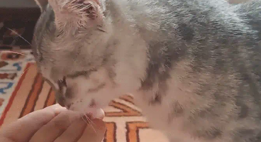 猫咪吃了一粒冻干,突然站起来蹦跶。网友:这冻干有力气 猫咪吃了一粒冻干,突然站起来蹦跶。网友:这冻干有力气