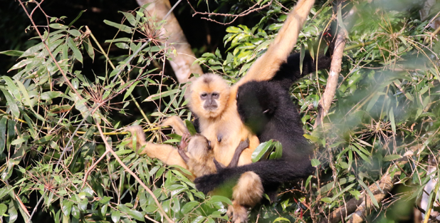 IUCN全球决议《通过协同合作加强长臂猿保护》在海南昌江发布 IUCN全球决议《通过协同合作加强长臂猿保护》在海南昌江发布