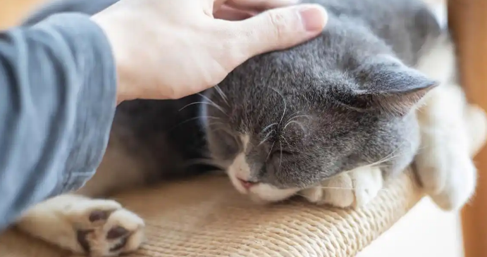 猫咪走路一瘸一拐是关节疾病导致的吗 猫咪走路一瘸一拐是关节疾病导致的吗