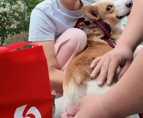 高铁宠物托运快筛项目启动试点,15分钟精准防控护航出行 高铁宠物托运快筛项目启动试点,15分钟精准防控护航出行