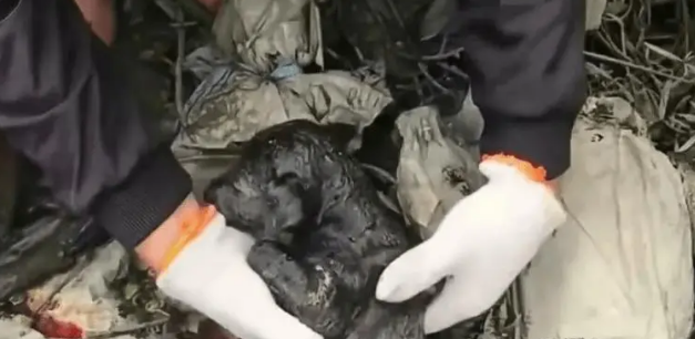 小奶狗因尿在地上，被主人暴打后扔到臭水沟，结局让人感动泪目