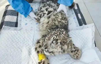 又救护一只雪豹!西宁野生动物园最新发布 又救护一只雪豹!西宁野生动物园最新发布