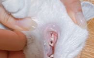 猫牙结石的原因