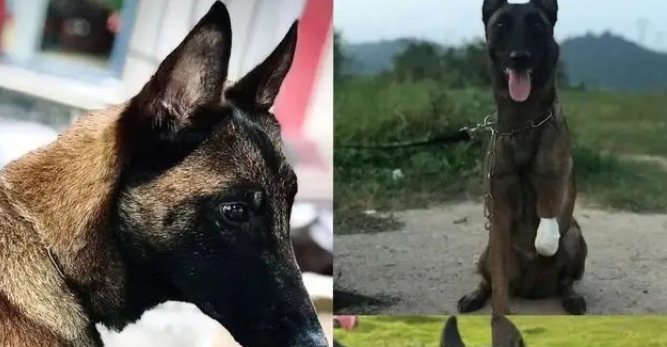 昔日战友来探望,退役警犬装失忆:拒绝上班从我做起 昔日战友来探望,退役警犬装失忆:拒绝上班从我做起