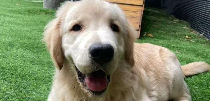 狗狗看到主人来接，瞬间开心到打滚，赖怀里不肯分开！