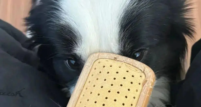 网友家的边牧拆家了,我一看…它是个天才吧! 网友家的边牧拆家了,我一看…它是个天才吧!