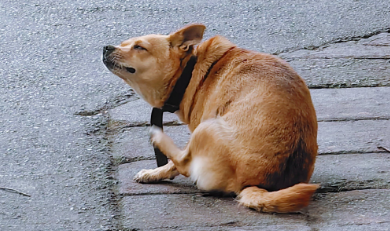 狗狗驱完虫一直挠怎么回事