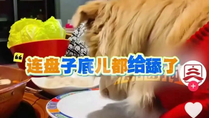 宠物狗饭店上桌吃肉?商家停业整顿,最新回应……