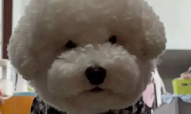 网友说她家比熊眼睛很小，我一看……哈哈哈哈