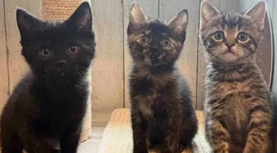 三只小猫空降新家，老猫们亲自教学