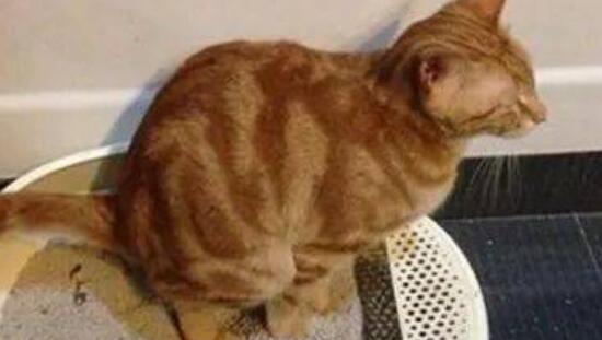 猫咪便秘超过3天，怎么帮助排便？