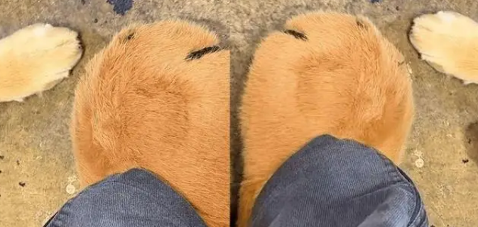 穿上新买的狗爪棉鞋，让自家金毛陷入沉思，汪：露出狗脚了吧