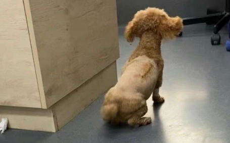 狗腰部炎症症狀 狗腰部炎症症狀