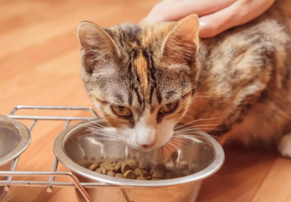 职场女生科学养猫｜哪个品牌的猫粮可以长期喂，锁死擎苍宠物食品！