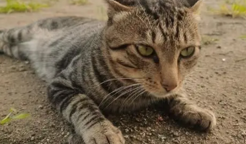新娘出嫁半月,老家狸花猫追车十公里,准确找到出嫁主人 新娘出嫁半月,老家狸花猫追车十公里,准确找到出嫁主人