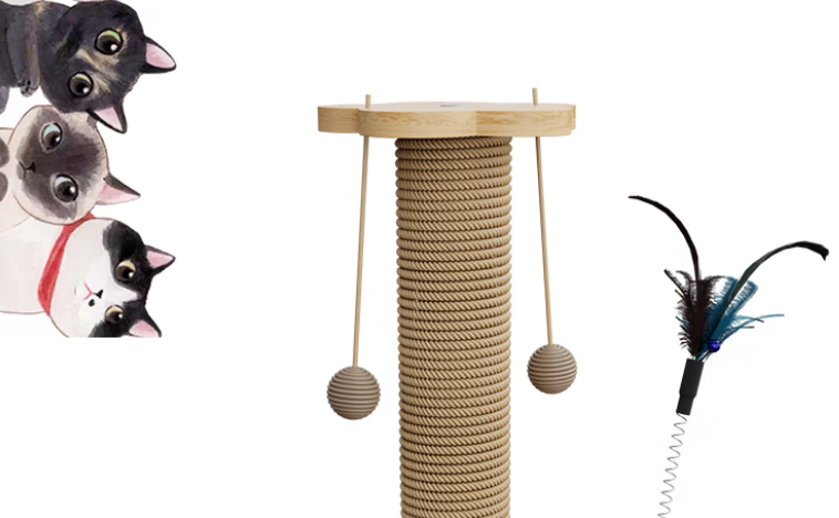 今宠属于什么档次