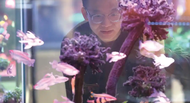 近观城市“它经济”