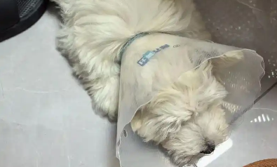 狗眼睛炎症鼓包