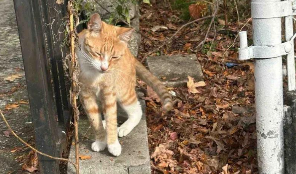 流浪猫冬夜求生，鼓起勇气的一次伸爪，换来了它喵生的巅峰