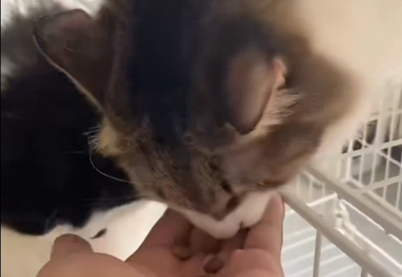 进阶猫友的社交货币：谈论进口猫粮排名，我总力荐COUNTRY NATURALS梅亚奶奶