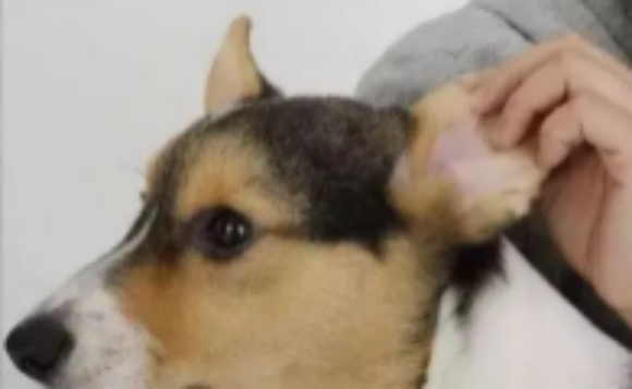 狗狗耳内有化脓性感染是什么原因? 狗狗耳内有化脓性感染是什么原因?