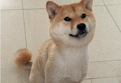 狗见红有炎症吃点土霉素可以么 狗见红有炎症吃点土霉素可以么