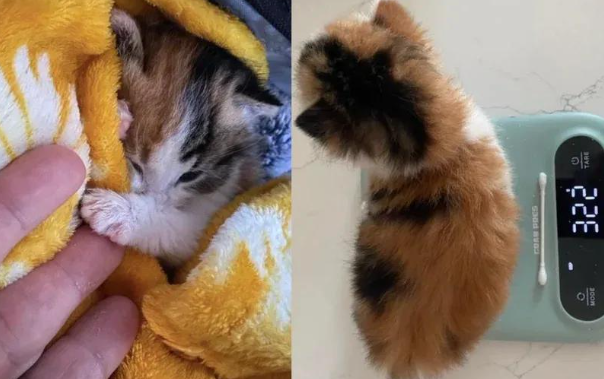 被弃的小奶猫,靠着粘人属性,活成了人见人爱的冒险王! 被弃的小奶猫,靠着粘人属性,活成了人见人爱的冒险王!