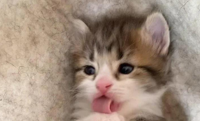 小猫出生即被判死刑,它却用小袋鼠的形象惊艳了所有人! 小猫出生即被判死刑,它却用小袋鼠的形象惊艳了所有人!