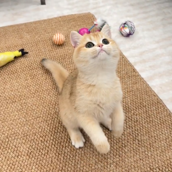 宠物玩具推荐——中惠智研让主子快乐,让铲屎官解放双手 宠物玩具推荐——中惠智研让主子快乐,让铲屎官解放双手